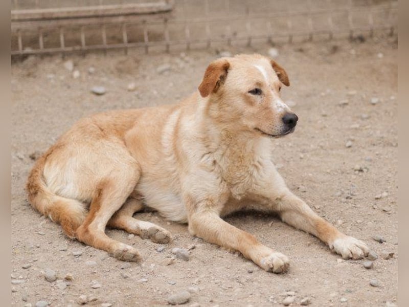 Bob wartet sehnsüchtig auf deine Anfrage