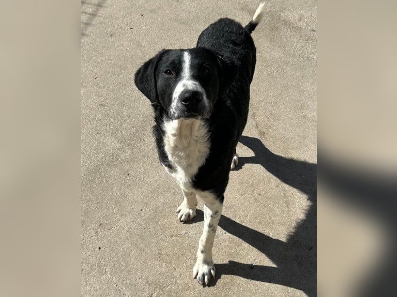 Rüdenbub ♥Vince♥ unser kleiner Prinz ♥