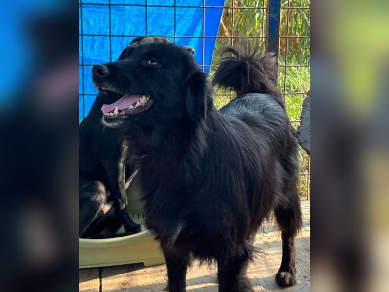 HENNI❤️schwarz-braune Schönheit und ein kleines Wunder an Liebe, Vertrauen und Hoffnung!