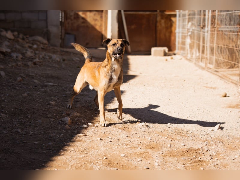 XAVER❤️entzückender, lustiger Jungrüde auf dringender Körbchensuche!