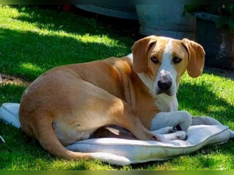 Toni - auf Pflegestelle in 47652 Weeze