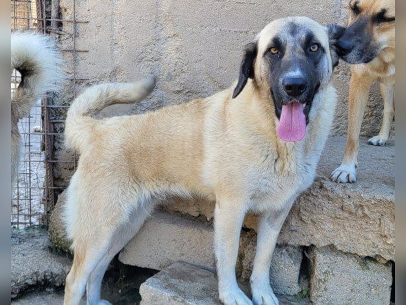 ♥Sofia♥ liebe und aktive HSH-Mix-Junghündin ♥Sofia♥ liebe und aktive HSH-Mix-Junghündin