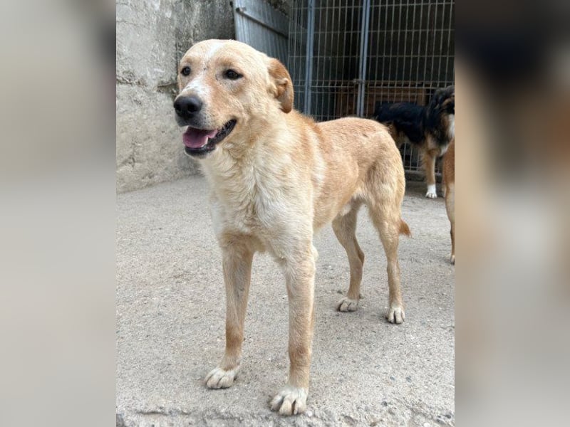 Bob wartet sehnsüchtig auf deine Anfrage