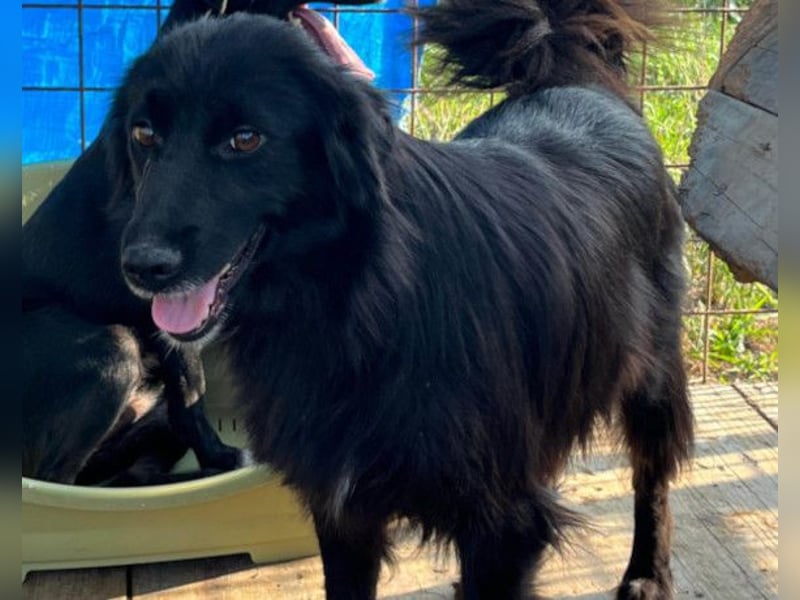 HENNI❤️schwarz-braune Schönheit und ein kleines Wunder an Liebe, Vertrauen und Hoffnung!