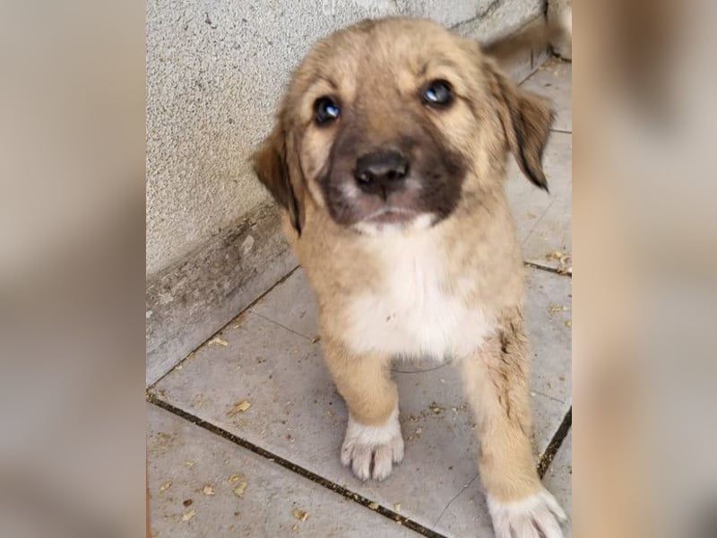 Sonnenschein ♥Lilly♥ zuckersüße Welpin