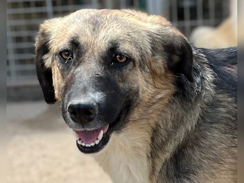 KORA❤️sanfte Seele sucht sehnsüchtig ein liebevolles Zuhause & Geborgenheit