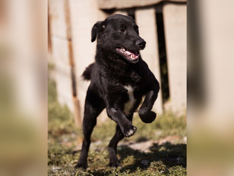 ALLY❤️Baden, toben, kuscheln – fröhlicher Jungrüde liebt das Leben und sucht dich!