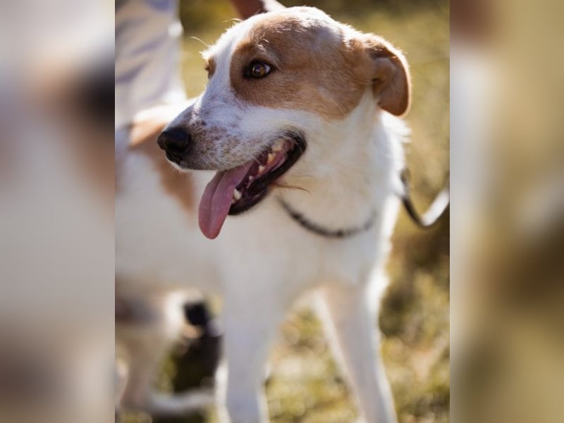 CHARLIE❤️Lieb. Aufgeschlossen. Einfach besonders: ein Herzbub voller Liebe sucht sein Zuhause!