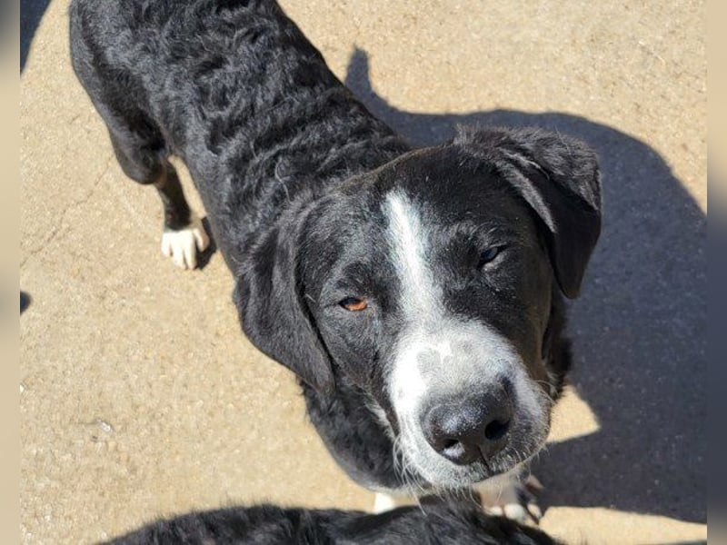 Rüdenbub ♥Vince♥ unser kleiner Prinz ♥