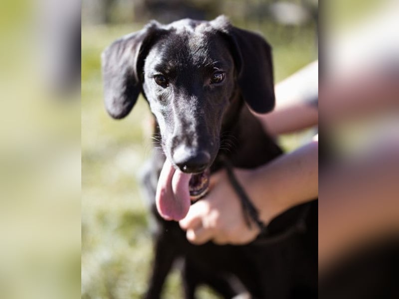 DIEGO❤️sozialer, menschenbezogener Jungspund mit fröhlichem Wesen DIEGO❤️sozialer, menschenbezogener Jungspund mit fröhlichem Wesen