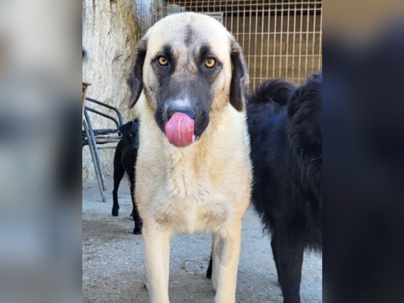 ♥Sofia♥ liebe und aktive HSH-Mix-Junghündin ♥Sofia♥ liebe und aktive HSH-Mix-Junghündin