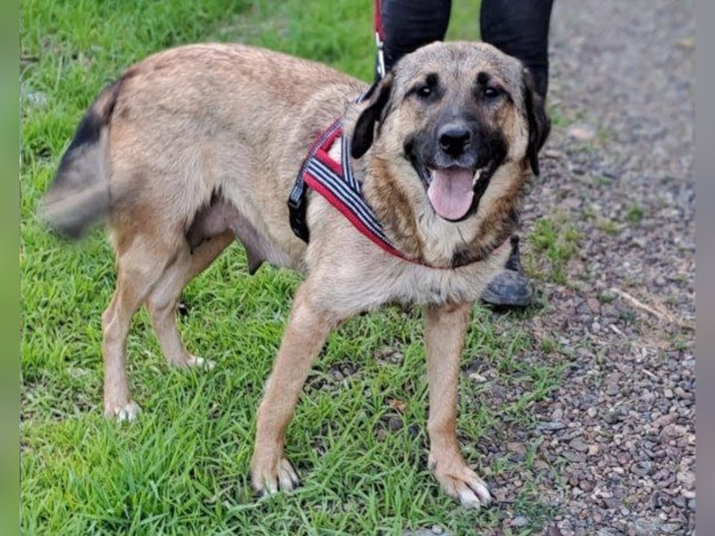 JENNI❤️liebenswerte, soziale und lernfreudige Schmusebacke