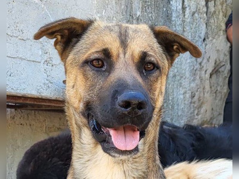 XAVER❤️entzückender, lustiger Jungrüde auf dringender Körbchensuche!