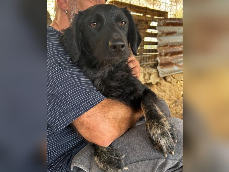 MILANA❤️liebe Kuschelmaus sucht dringend ihr Für-Immer-Körbchen