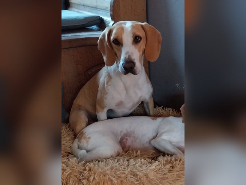 Toni - auf Pflegestelle in 47652 Weeze