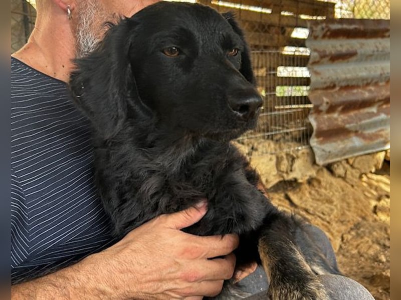 MILANA❤️liebe Kuschelmaus sucht dringend ihr Für-Immer-Körbchen