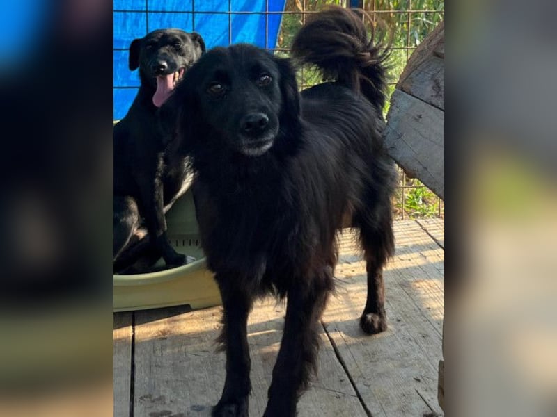 HENNI❤️schwarz-braune Schönheit und ein kleines Wunder an Liebe, Vertrauen und Hoffnung!