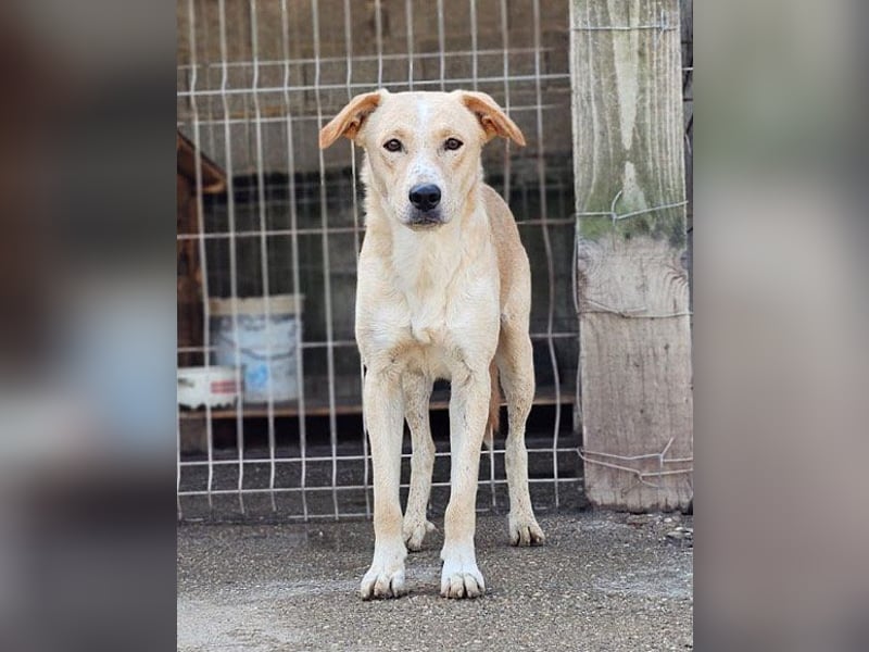Bob wartet sehnsüchtig auf deine Anfrage