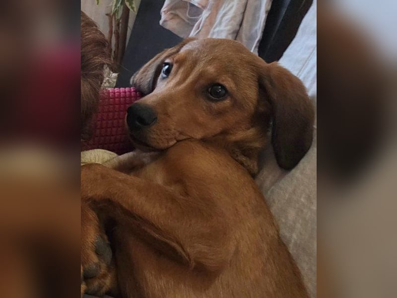 Kleiner besonderer ♥ Kiki ♥ liebt auch die Samtpfoten