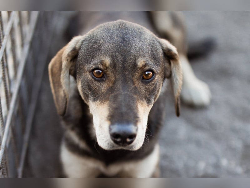 Lebensfrohe ♥ Pika ♥ sucht ihre treuen Menschen Lebensfrohe ♥ Pika ♥ sucht ihre treuen Menschen