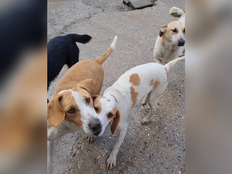 Toni - auf Pflegestelle in 47652 Weeze