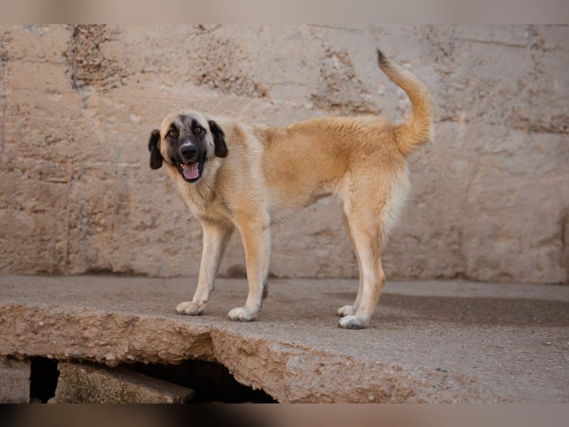 ♥Sofia♥ liebe und aktive HSH-Mix-Junghündin ♥Sofia♥ liebe und aktive HSH-Mix-Junghündin