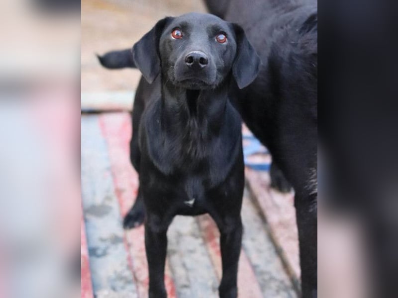 ALEX❤️fröhlicher, schwarzer, anhänglicher Hüpfer sucht seine treuen Menschen