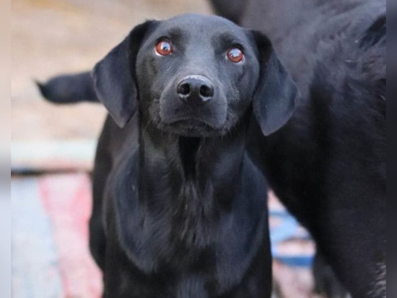 ALEX❤️fröhlicher, schwarzer, anhänglicher Hüpfer sucht seine treuen Menschen