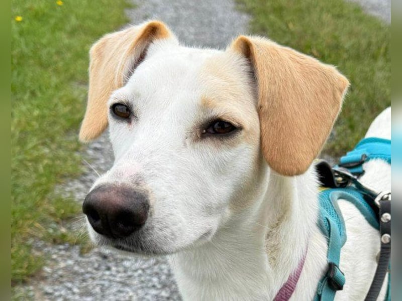 Zarte ♥ Bella ♥ wartet bereits in 64711 Erbach/Odenwald