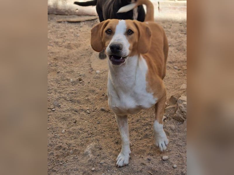 Toni - auf Pflegestelle in 47652 Weeze