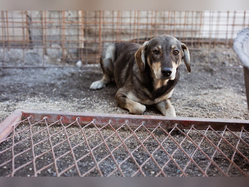 Lebensfrohe ♥ Pika ♥ sucht ihre treuen Menschen Lebensfrohe ♥ Pika ♥ sucht ihre treuen Menschen