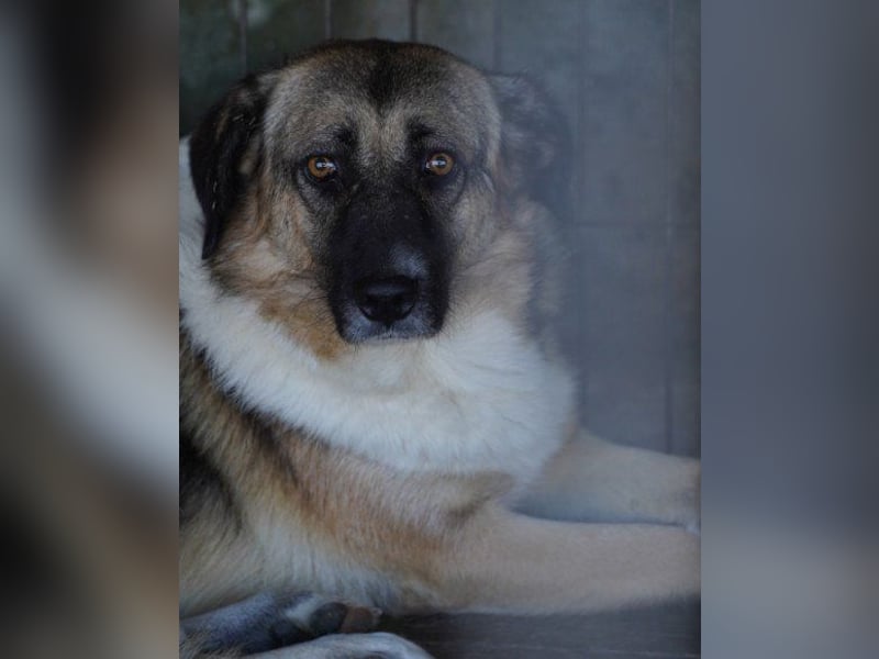 KORA❤️sanfte Seele sucht sehnsüchtig ein liebevolles Zuhause & Geborgenheit