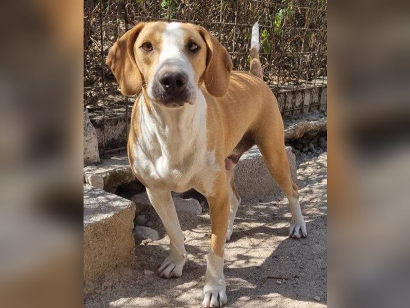 Toni - auf Pflegestelle in 47652 Weeze