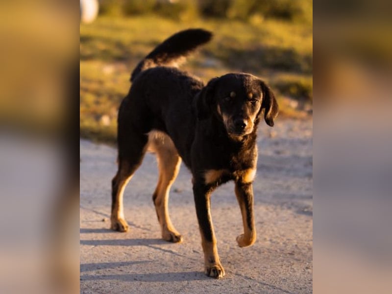 MALENA❤️sanfte, gehorsame Seele auf der Suche nach Geborgenheit MALENA❤️sanfte, gehorsame Seele auf der Suche nach Geborgenheit