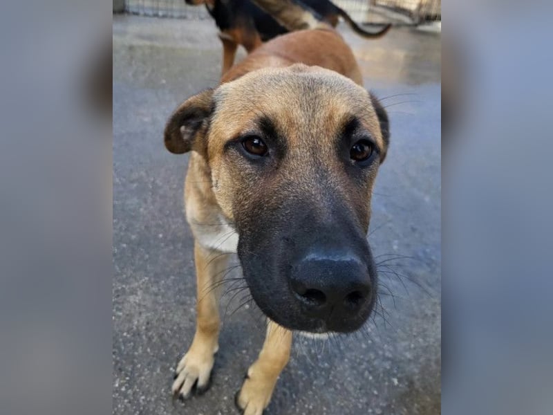 XAVER❤️entzückender, lustiger Jungrüde auf dringender Körbchensuche!