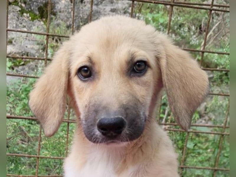 Sonnenschein ♥Lilly♥ zuckersüße Welpin