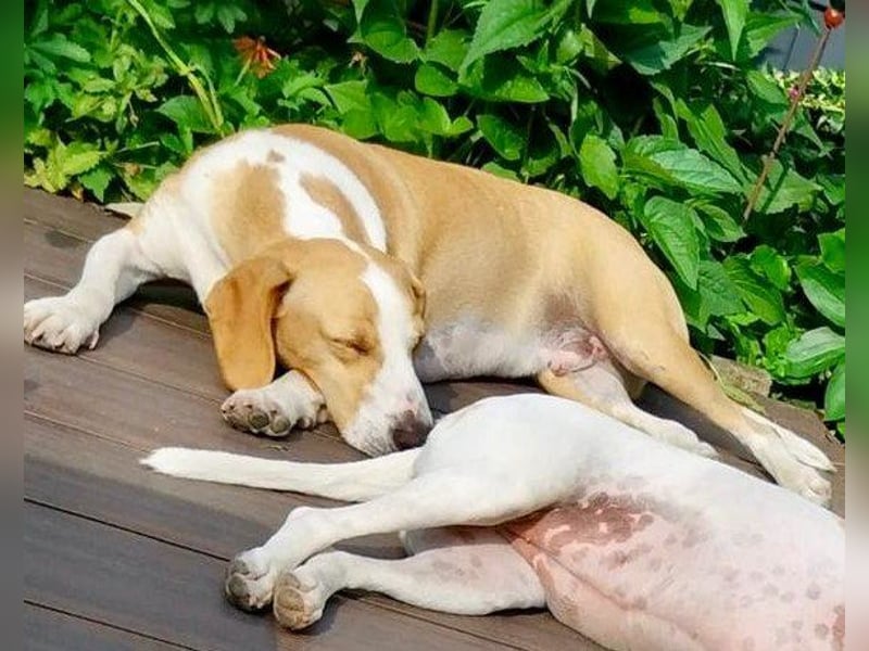 Toni - auf Pflegestelle in 47652 Weeze