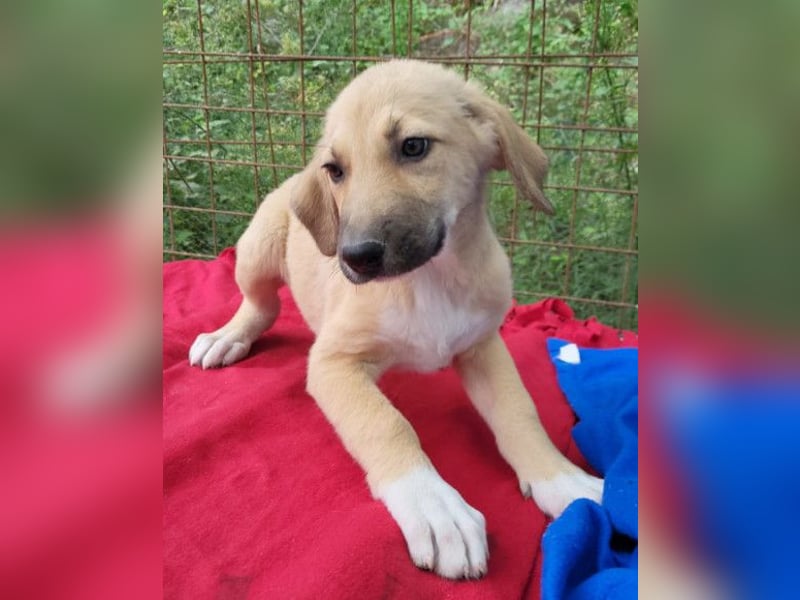 Sonnenschein ♥Lilly♥ zuckersüße Welpin