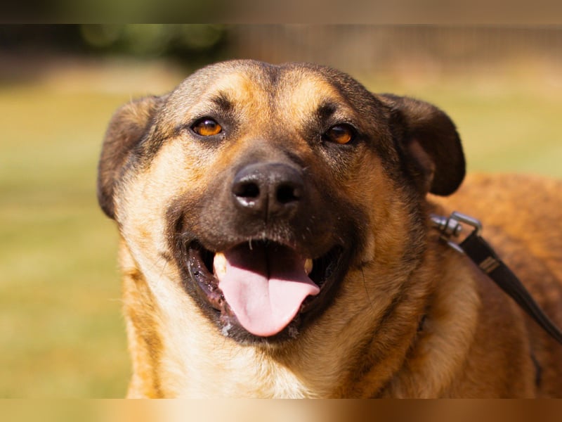 Good-Boy LINO❤️zutraulich, sozial & aufgeschlossen Good-Boy LINO❤️zutraulich, sozial & aufgeschlossen