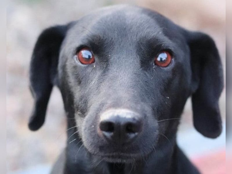 ALEX❤️fröhlicher, schwarzer, anhänglicher Hüpfer sucht seine treuen Menschen