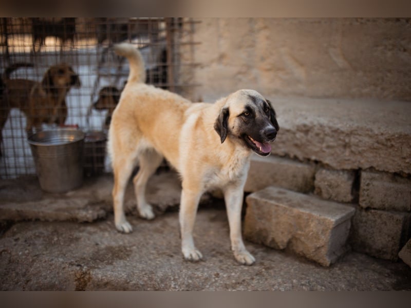 ♥Sofia♥ liebe und aktive HSH-Mix-Junghündin ♥Sofia♥ liebe und aktive HSH-Mix-Junghündin