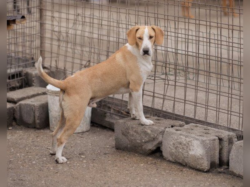 Toni - auf Pflegestelle in 47652 Weeze