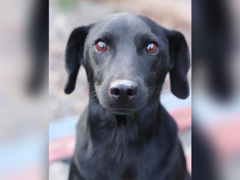 ALEX❤️fröhlicher, schwarzer, anhänglicher Hüpfer sucht seine treuen Menschen