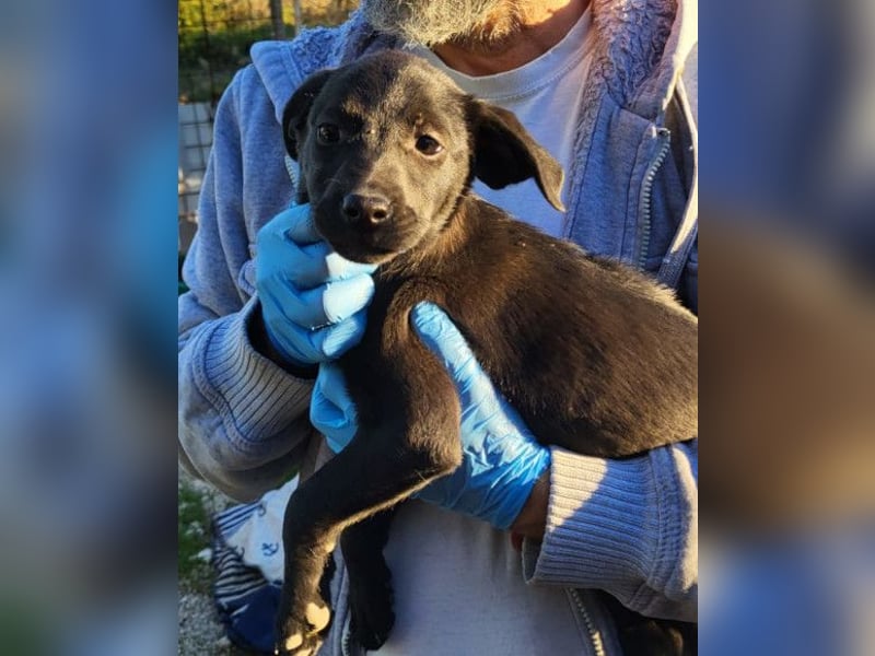 süße TABI❤️kuschelsüchtiges Sonnenscheinchen & pure Lebensfreude!