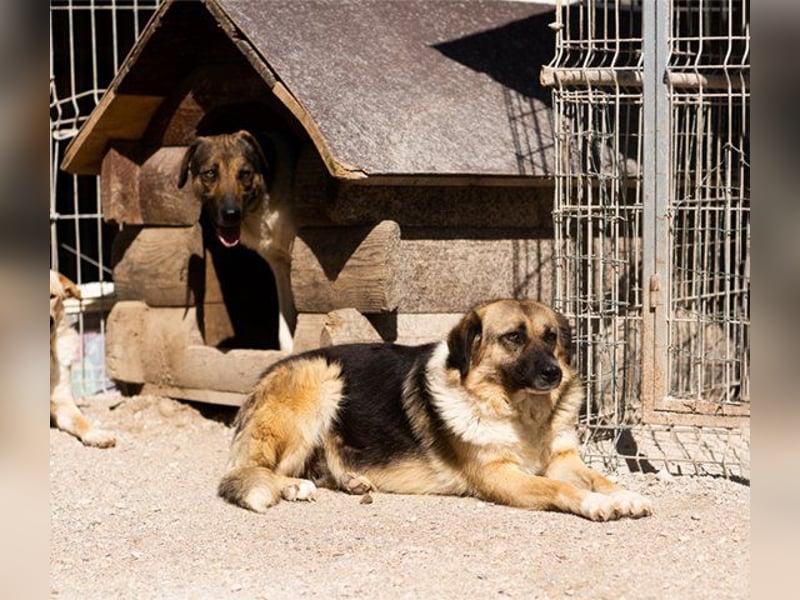 KORA❤️sanfte Seele sucht sehnsüchtig ein liebevolles Zuhause & Geborgenheit