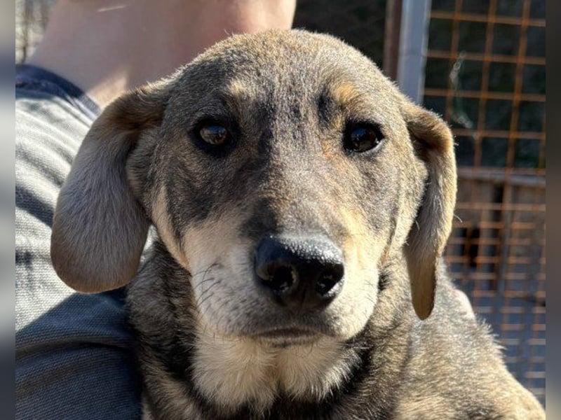 Lebensfrohe ♥ Pika ♥ sucht ihre treuen Menschen Lebensfrohe ♥ Pika ♥ sucht ihre treuen Menschen