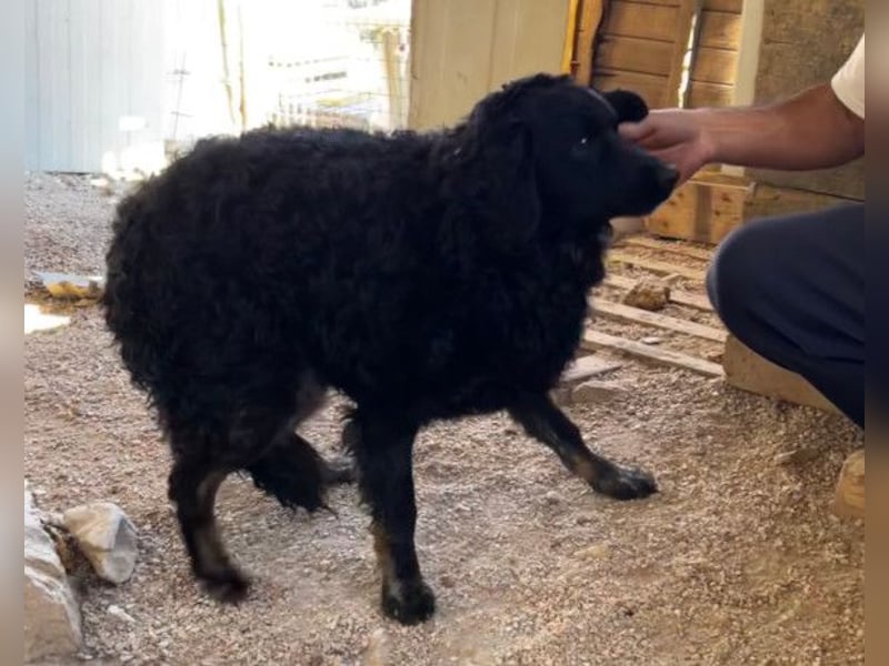 MILANA❤️liebe Kuschelmaus sucht dringend ihr Für-Immer-Körbchen