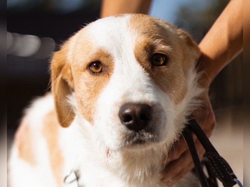 CHARLIE❤️Lieb. Aufgeschlossen. Einfach besonders: ein Herzbub voller Liebe sucht sein Zuhause!