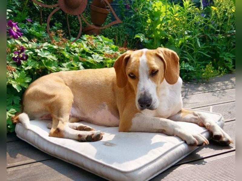 Toni - auf Pflegestelle in 47652 Weeze