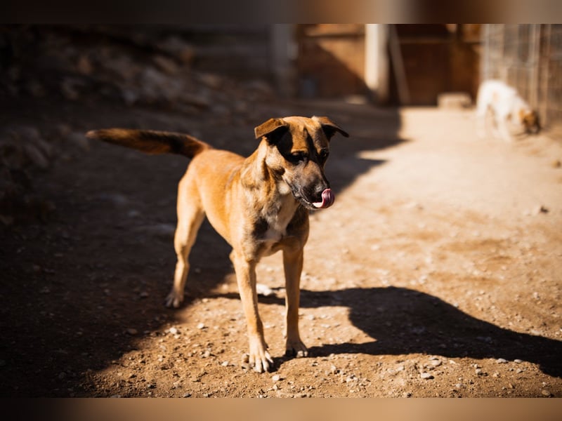XAVER❤️entzückender, lustiger Jungrüde auf dringender Körbchensuche!